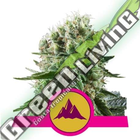 100 UND FEM - CRITICAL KUSH ROYAL QUEEN 100 UND FEMINIZADAS