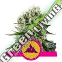 100 UND FEM - CRITICAL KUSH ROYAL QUEEN 100 UND FEMINIZADAS