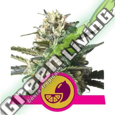 100 UND FEM - LEMON SHINING SILVER HAZE ROYAL QUEEN 100 UND FEMINIZADAS