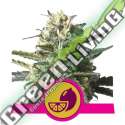100 UND FEM - LEMON SHINING SILVER HAZE ROYAL QUEEN 100 UND FEMINIZADAS