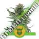 100 UND FEM - ROYAL DWARF AUTO ROYAL QUEEN 100 UND FEMINIZADAS