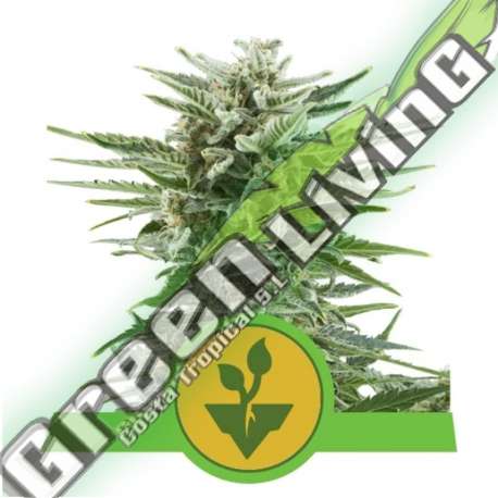 100 UND FEM - EASY BUD AUTO ROYAL QUEEN 100 UND FEMINIZADAS