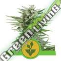 100 UND FEM - EASY BUD AUTO ROYAL QUEEN 100 UND FEMINIZADAS