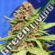 5 UND FEM - PURPLE PUNCH COOKIES ORIGINAL SENSIBLE 5 UND FEMINIZADA