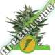 100 UND FEM - QUICK ONE AUTO ROYAL QUEEN 100 UND FEMINIZADAS