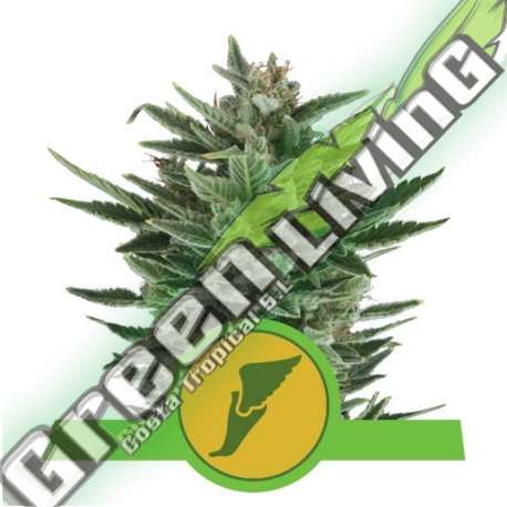 100 UND FEM - QUICK ONE AUTO ROYAL QUEEN 100 UND FEMINIZADAS