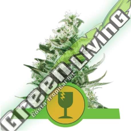100 UND FEM - ROYAL CRITICAL AUTOMATIC ROYAL QUEEN 100 UND FEMINIZADAS