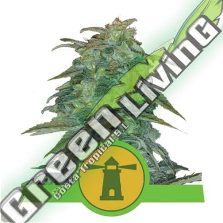 100 UND FEM - ROYAL HAZE AUTOMATIC ROYAL QUEEN 100 UND FEMINIZADAS