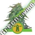 100 UND FEM - ROYAL HAZE AUTOMATIC ROYAL QUEEN 100 UND FEMINIZADAS