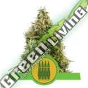 100 UND FEM - ROYAL AK AUTOMATIC ROYAL QUEEN 100 UND FEMINIZADAS