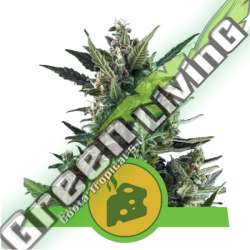 100 UND FEM - BLUE CHEESE AUTOMATIC ROYAL QUEEN 100 UND FEMINIZADAS