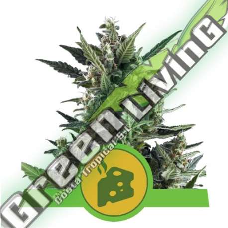 100 UND FEM - BLUE CHEESE AUTOMATIC ROYAL QUEEN 100 UND FEMINIZADAS