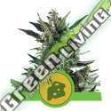 100 UND FEM - BLUE CHEESE AUTOMATIC ROYAL QUEEN 100 UND FEMINIZADAS