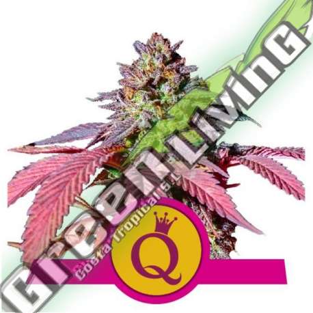 100 UND FEM - PURPLE QUEEN USA PREMIUM ROYAL QUEEN 100 UND FEMINIZADAS