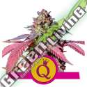 100 UND FEM - PURPLE QUEEN USA PREMIUM ROYAL QUEEN 100 UND FEMINIZADAS