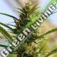 5 UND FEM - CANNABOOM CBD+ ORIGINAL SENSIBLE 5 UND FEM