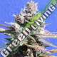 25 UND FEM - GELATO ORIGINAL SENSIBLE 25 UND FEMINIZADA