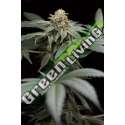 10 UND FEM - SAN BACIO GELATO HUMBOLDT SEEDS 10 UND FEM FEMINIZADAS