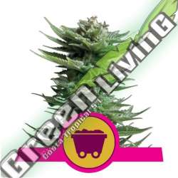 100 UND FEM - SHINING SILVER HAZE ROYAL QUEEN 100 UND FEMINIZADAS