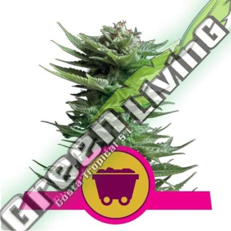 100 UND FEM - SHINING SILVER HAZE ROYAL QUEEN 100 UND FEMINIZADAS