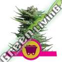 100 UND FEM - SHINING SILVER HAZE ROYAL QUEEN 100 UND FEMINIZADAS