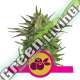 100 UND FEM - HAZE BERRY ROYAL QUEEN 100 UND FEMINIZADAS