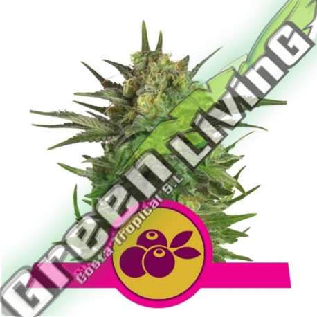 100 UND FEM - HAZE BERRY ROYAL QUEEN 100 UND FEMINIZADAS