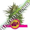 100 UND FEM - HAZE BERRY ROYAL QUEEN 100 UND FEMINIZADAS
