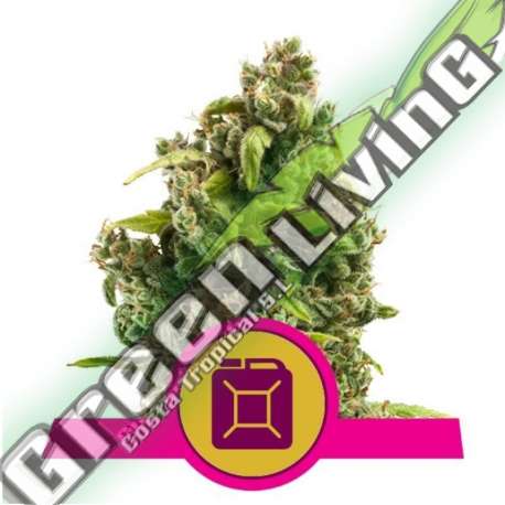 100 UND FEM - SOUR DIESEL ROYAL QUEEN 100 UND FEMINIZADAS