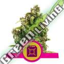 100 UND FEM - SOUR DIESEL ROYAL QUEEN 100 UND FEMINIZADAS