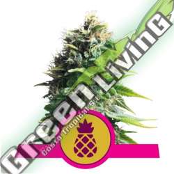 100 UND FEM - PINEAPPLE KUSH ROYAL QUEEN 100 UND FEMINIZADAS