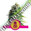 100 UND FEM - PINEAPPLE KUSH ROYAL QUEEN 100 UND FEMINIZADAS