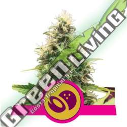 100 UND FEM - SOMANGO XL ROYAL QUEEN 100 UND FEMINIZADAS