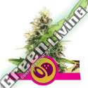 100 UND FEM - SOMANGO XL ROYAL QUEEN 100 UND FEMINIZADAS