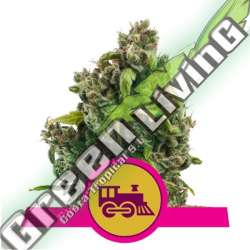 100 UND FEM - CANDY KUSH EXPRESS-FAST ROYAL QUEEN 100 UND FEMINIZADAS