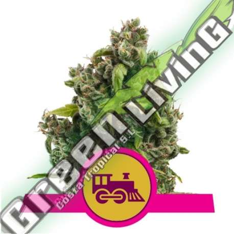 100 UND FEM - CANDY KUSH EXPRESS-FAST ROYAL QUEEN 100 UND FEMINIZADAS