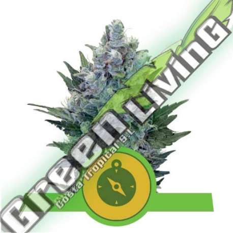 100 UND FEM - NORTHERN LIGHT AUTOMATIC ROYAL QUEEN 100 UND FEMINIZADAS