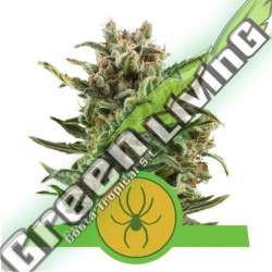 100 UND FEM - WHITE WIDOW AUTOMATIC ROYAL QUEEN 100 UND FEMINIZADAS