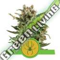 100 UND FEM - WHITE WIDOW AUTOMATIC ROYAL QUEEN 100 UND FEMINIZADAS
