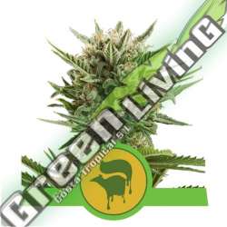 100 UND FEM - SWEET SKUNK AUTOMATIC ROYAL QUEEN 100 UND FEMINIZADAS