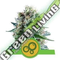 100 UND FEM - BUBBLE KUSH AUTOMATIC ROYAL QUEEN 100 UND FEMINIZADAS