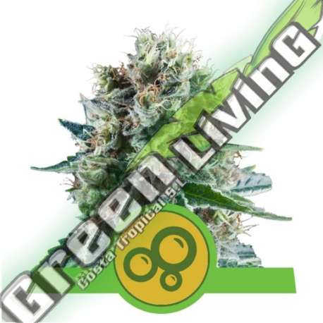 100 UND FEM - BUBBLE KUSH AUTOMATIC ROYAL QUEEN 100 UND FEMINIZADAS