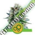 100 UND FEM - BUBBLE KUSH AUTOMATIC ROYAL QUEEN 100 UND FEMINIZADAS