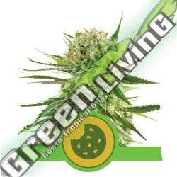 100 UND FEM - ROYAL COOKIES AUTOMATIC USA PREMIUM ROYAL QUEEN 100 UND FEMINIZADAS