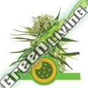 100 UND FEM - ROYAL COOKIES AUTOMATIC USA PREMIUM ROYAL QUEEN 100 UND FEMINIZADAS