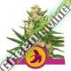 100 UND FEM - FAT BANANA USA PREMIUM ROYAL QUEEN 100 UND FEMINIZADAS