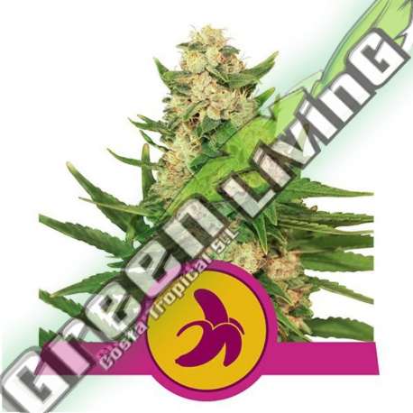 100 UND FEM - FAT BANANA USA PREMIUM ROYAL QUEEN 100 UND FEMINIZADAS