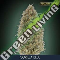 100 UND FEM - GORILLA BLUE ADVANCED SEEDS 100 UND FEM