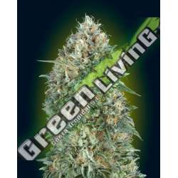 100 UND FEM - AUTO GELATO 33 ADVANCED SEEDS 100 UND FEM