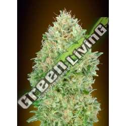 100 UND FEM - PINEAPPLE GLUE ADVANCED SEEDS 100 UND FEM